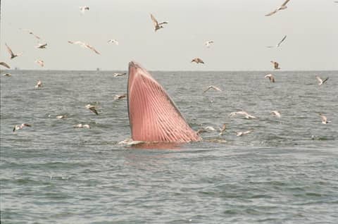 A Bryde's whale breaches surrounded by seagulls in the Gulf of Thailand.
