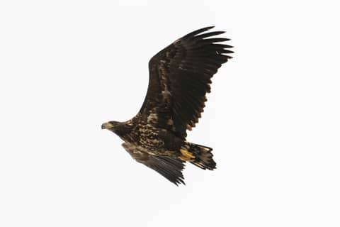 A large bird flying through a white sky