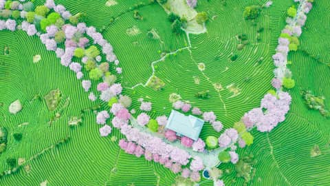Aerial view of a house surrounded by pink trees.