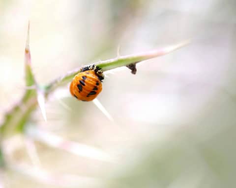 Free stock photo of ladybug pupa