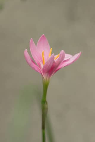 Macro shot of a pink zephyranthes flower in full bloom with soft background.