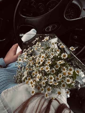Beautiful bouquet of daisies on a person's lap, creating a romantic and serene atmosphere inside a car.