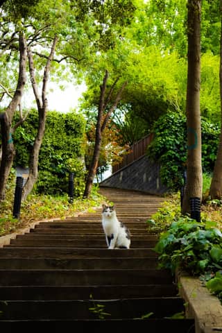 A tranquil cat sits on a scenic, wooded stairway in İstanbul's Fethipaşa Korusu.