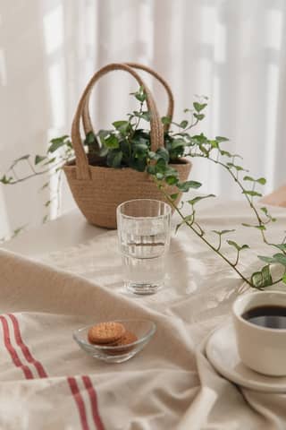 Cozy breakfast setup with a vine plant, coffee, and cookies on a sunlit table.