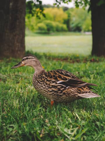 A detailed view of a female mallard duck standing on grassy park grounds, surrounded by trees.