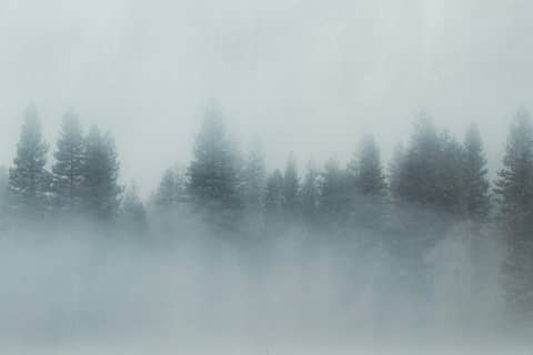 Fog shrouds a forest of tall pine trees.