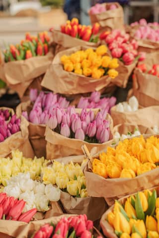 Fresh tulips are displayed in paper bags.
