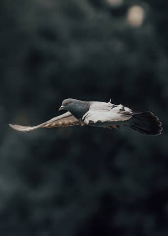 A detailed photo of a pigeon in flight with soft-focus background, highlighting its elegant form.