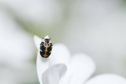 Free stock photo of beauty, beetle, black
