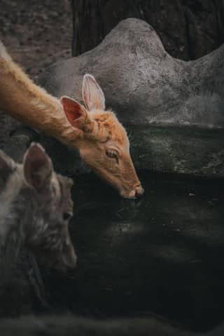 Two deer quench their thirst at a natural water source in the forest, showcasing wildlife in their natural habitat.