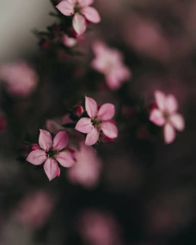 Delicate pink flowers bloom beautifully in the light.