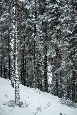 Serene winter forest with snow-covered pine trees creating a tranquil landscape.