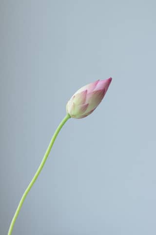 Elegant close-up of a single pink lotus bud on a soft blue background, highlighting natural beauty.