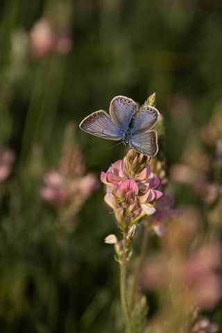 Detailed close-up of a blue butterfly perched on a pink wildflower in a natural setting.