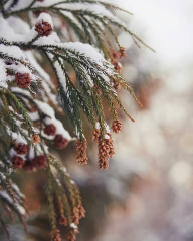 A close up of a pine tree with snow on it