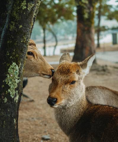 Two deer sharing a tender moment in a Kyoto park, Japan, highlighting serene wildlife in natural habitats.