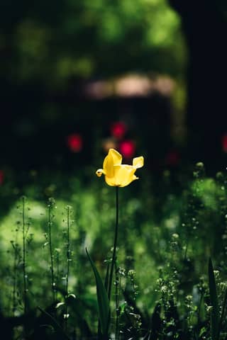 A vibrant yellow tulip blooming in a lush green garden during springtime.