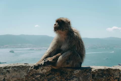 Free stock photo of animal, ape, barbary macaque