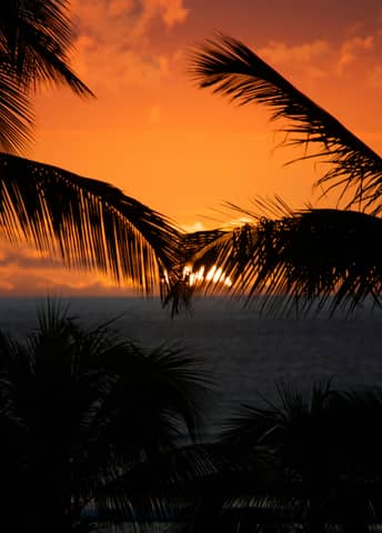 Palm trees frame a beautiful, orange sunset.