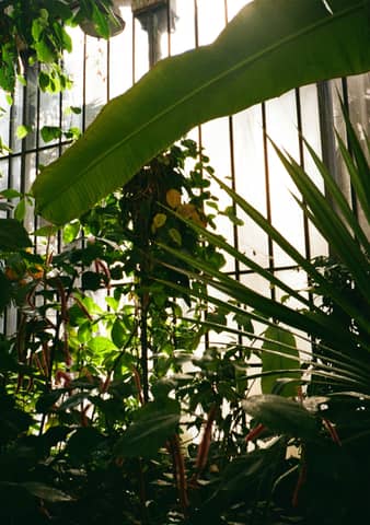 Lush foliage thrives in a bright, sunlit greenhouse.