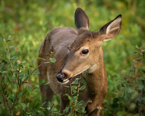 A white-tailed deer stands amidst lush greenery, captured in natural daylight.