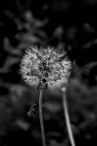 Stunning black and white close-up of a dandelion in a natural setting, showcasing delicate textures.